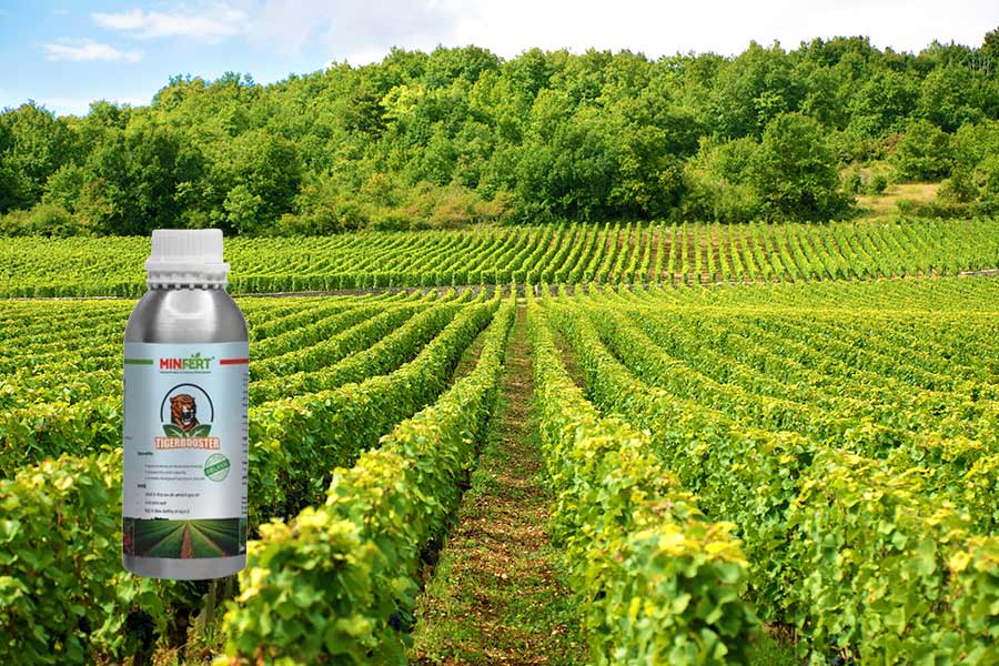 Organic Products